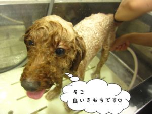 シャンプー中トイプードル