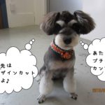 モヒカンMシュナ