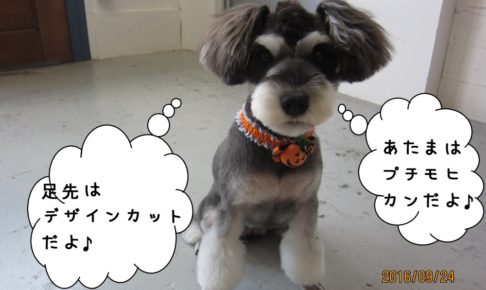 モヒカンMシュナ