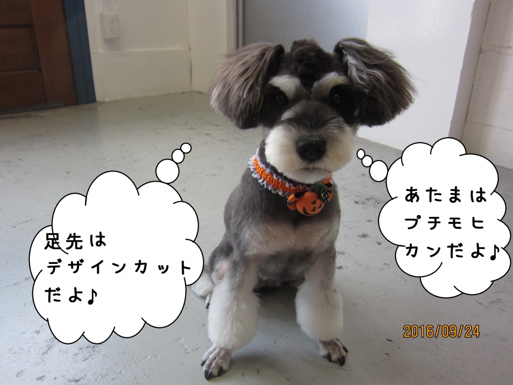 モヒカンMシュナ