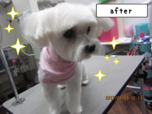 カット後マルチーズ