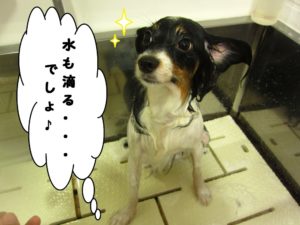 シャンプー中パピヨン
