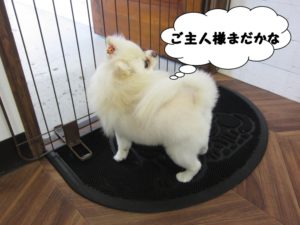 施術後ポメラニアン