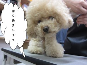カット前トイプードル