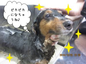 シャンプー中ミニチュアダックス