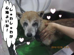 スパ中柴犬