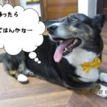 おやすみコーギー