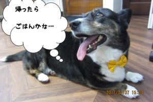 おやすみコーギー