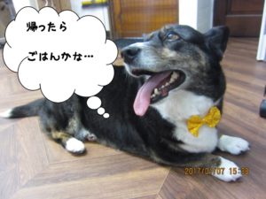 おやすみコーギー