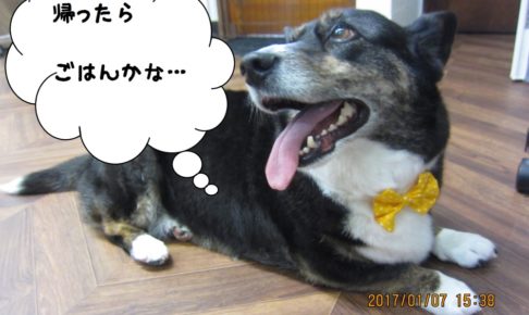 おやすみコーギー