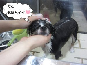 シャンプー中チワワ