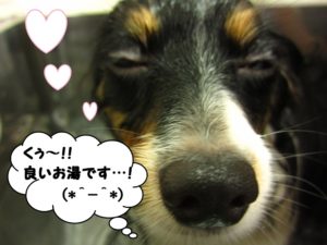 スパ中パピヨン