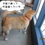 窓際柴犬