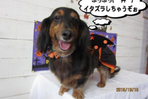 ハロウィンミニチュアダックス