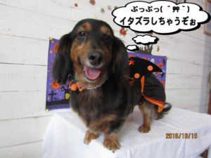 ハロウィンミニチュアダックス