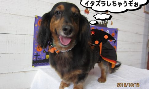 ハロウィンミニチュアダックス