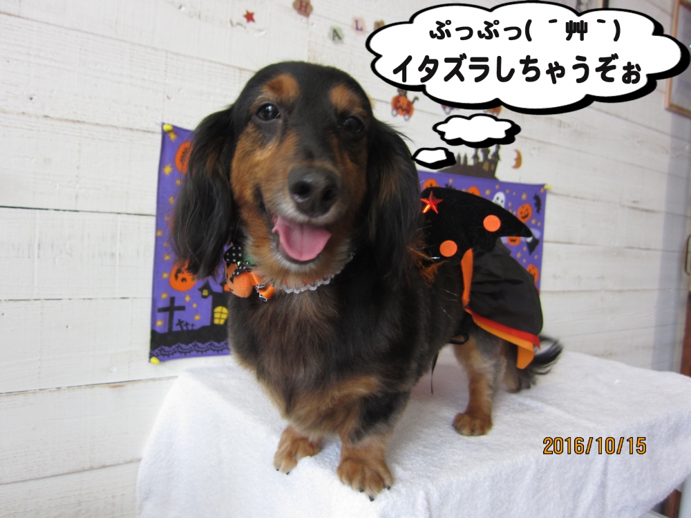 ハロウィンミニチュアダックス