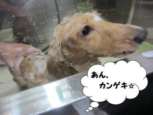 シャンプー中ミニチュアダックス