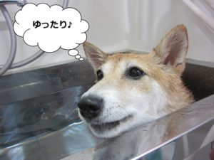 スパ中柴犬