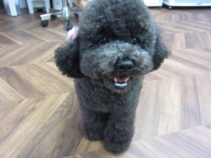 施術後トイプードル