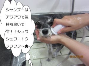 シャンプー中Mシュナ