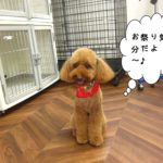 お祭りトイプードル