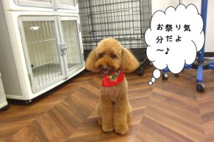 お祭りトイプードル