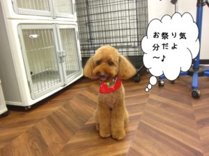 お祭りトイプードル