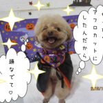ハロウィントイプードル
