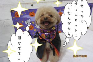 ハロウィントイプードル