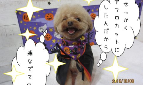 ハロウィントイプードル
