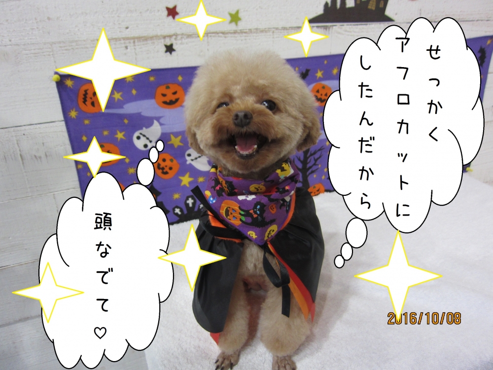 ハロウィントイプードル