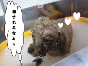 スパ中トイプードル