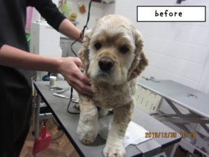 カット前コッカー