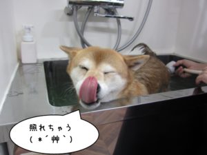 スパ中柴犬