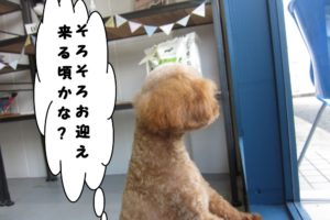 カット後トイプードル