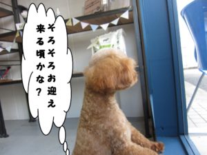 カット後トイプードル