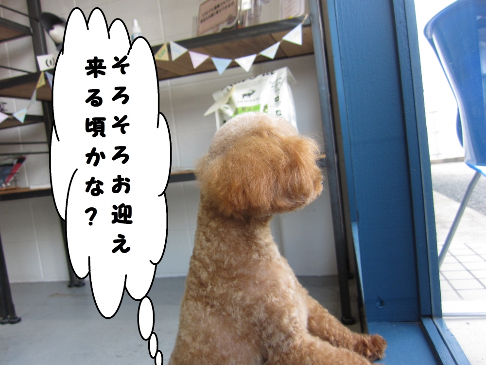 カット後トイプードル