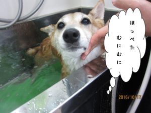 スパ中柴犬