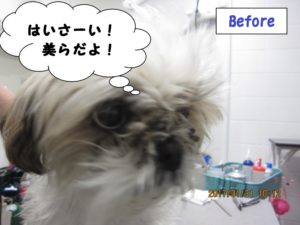 カット前シーズー