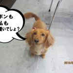 上目遣いミニチュアダックス