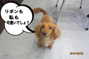 上目遣いミニチュアダックス