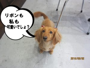 上目遣いミニチュアダックス