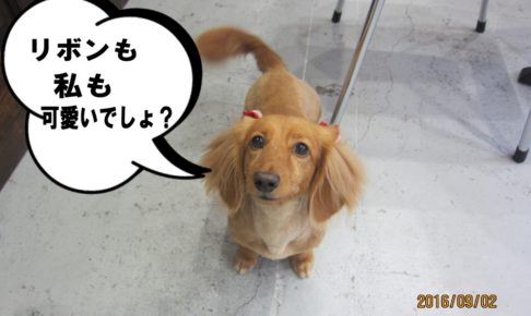 上目遣いミニチュアダックス