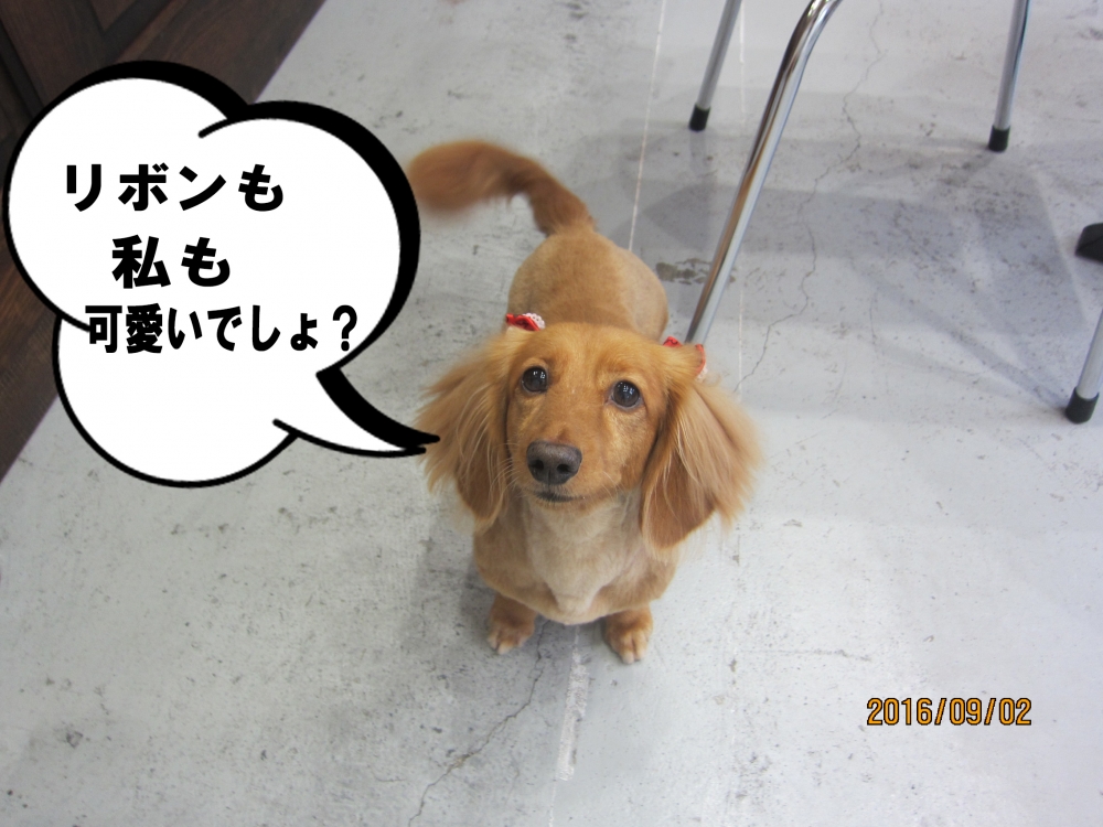 上目遣いミニチュアダックス