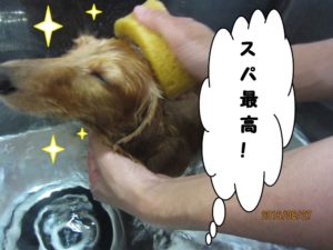 スパ中ミニチュアダックス