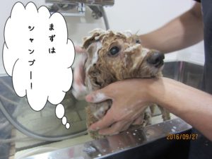 シャンプー中トイプードル