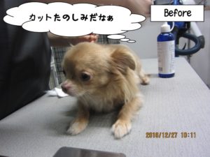 カット前チワワ