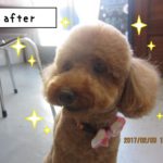 おすましトイプードル