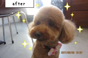 おすましトイプードル